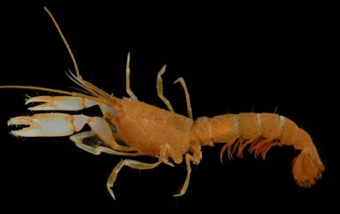 Descubren nueva especie de camarón en la isla de Coiba