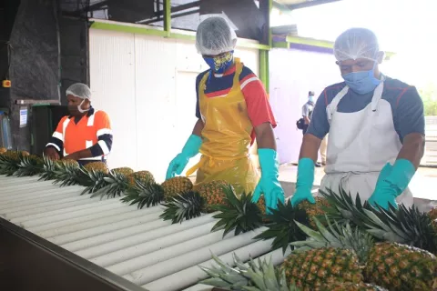 Productores de diversos sectores de Panamá Oeste reciben beneficios económicos del Mida