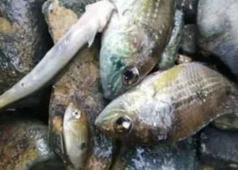  Aparecen peces muertos en río de la Costa Abajo, piden que se investigue