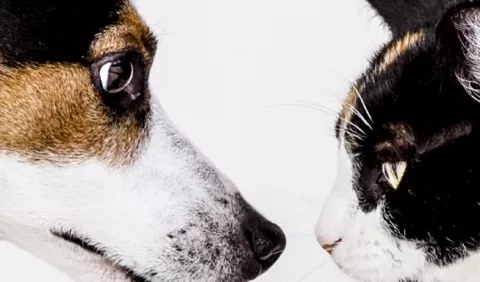 Los riesgos de la obesidad en las mascotas