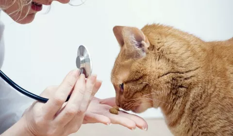 Servicios veterinarios en tiempo de COVID-19