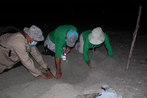 MiAmbiente reubica 270 huevos de tortuga lora en playa Caracol