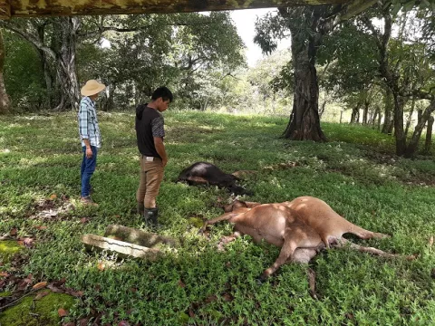 Rayo fulmina a cinco reses de cría en el distrito de Montijo, Veraguas