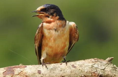 Más de 2 mil personas participaron en el Primer Encuentro Nacional de Observadores de Aves de Panamá