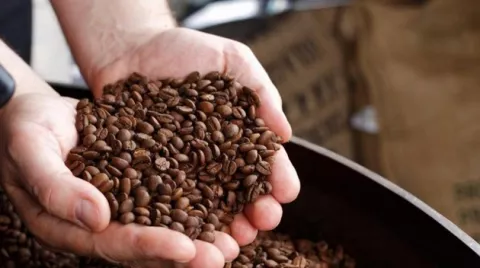 Producción de café en Colombia retrocede un 3%