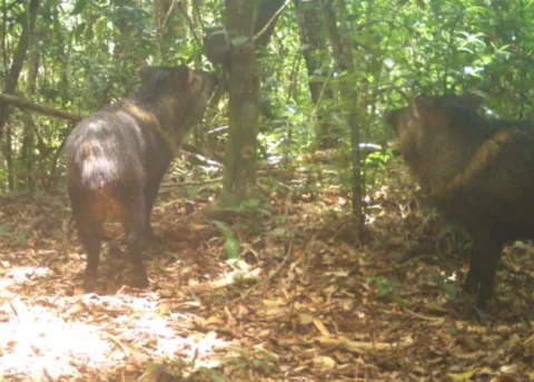 Cámaras trampa captan fauna silvestre existente en el Parque Internacional La Amistad