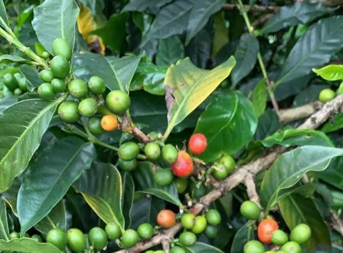 En Chiriquí  producen nueva variedad de café resistente a la roya