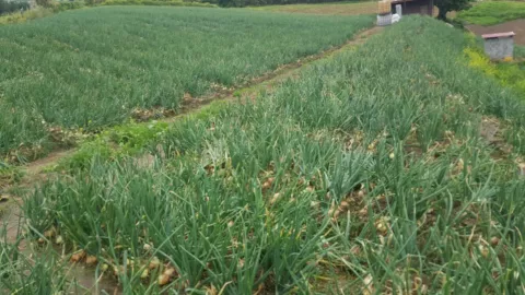 Productores de Tierras Altas piden sacar la cebolla y la papa del control de precios