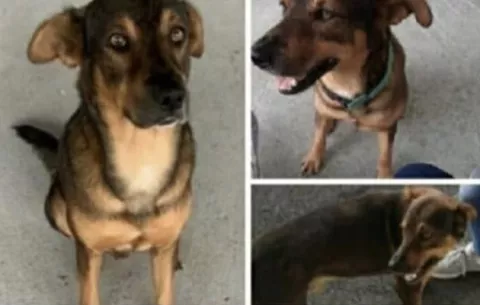 Se llevan a 'Soli', la mascota del Hospital Modular Panamá Solidario