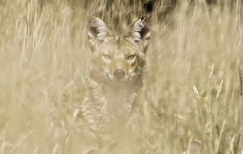 Ganaderos del distrito de San Lorenzo denuncian el ataque de coyotes a terneros