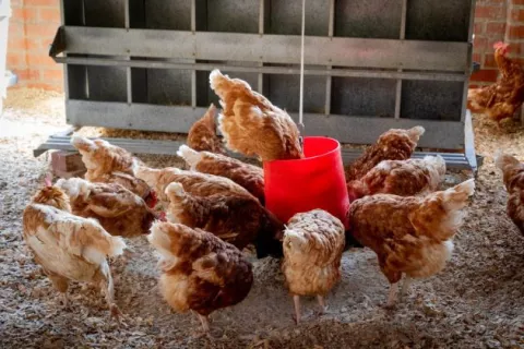 Contraloría realizará  'Encuesta Pecuaria' para conocer sobre  la producción de ganado vacuno, porcino, gallinas, pollos y huevos, a nivel nacional