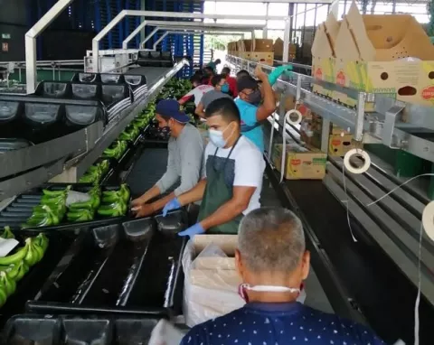 Panamá exporta 36 contenedores de banano hacia Asia y Estados Unidos 