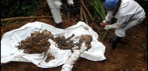 Confirman que osamenta encontrada en la comarca Ngäbe Buglé corresponde a una sola persona 