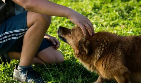 Consejos para cuando deciden adquirir una mascota