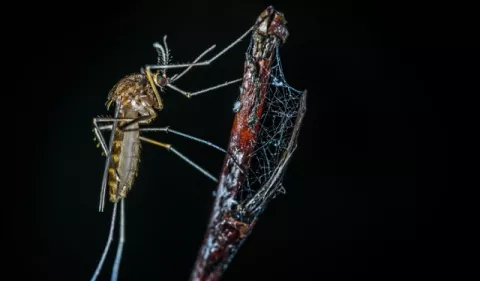 Tecnología biológica podría frenar la propagación del dengue