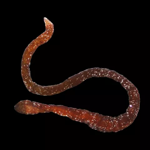 Descubren una nueva especie de nemertino en el archipiélago de Bocas del Toro