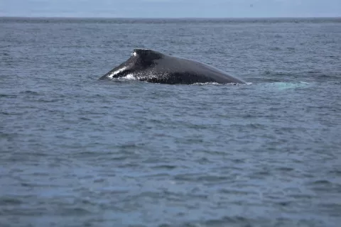  Pedasí se prepara para los avistamientos de ballenas 