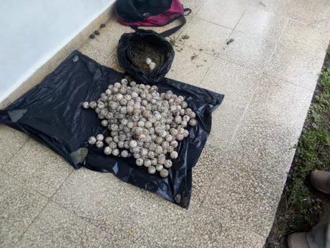 Decomisan más de mil huevos de tortuga en Los Santos