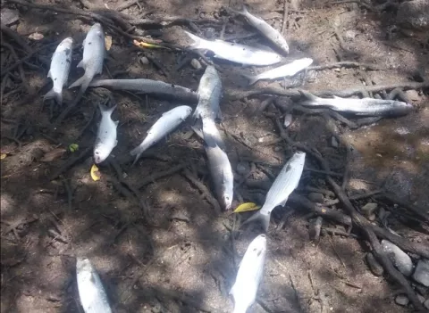 Investigan mortandad de peces y la contaminación del río Caldera en el distrito de Pedasí