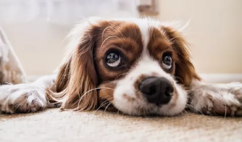¿Qué hacer cuando su perro pierde el apetito?