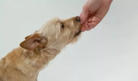Nutrición de los perros de acuerdo a su ciclo de vida 