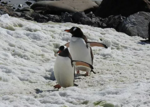 Hallan a un pingüino muerto en una playa tras ingerir una mascarilla N95 en Brasil
