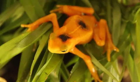 Rana Dorada: Piden ayuda, ya que la pandemia ha afectado al Centro de Conservación de Anfibios de El Valle 