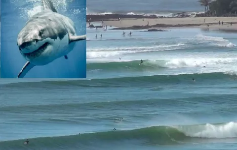 Surfista es atacado mortalmente por un tiburón blanco