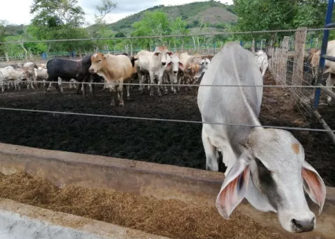 El Gobierno de Sri Lanka prohíbe el sacrificio de ganado vacuno