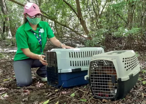 Rescatan animales silvestres cautivos dentro de una vivienda en Paso Canoas 