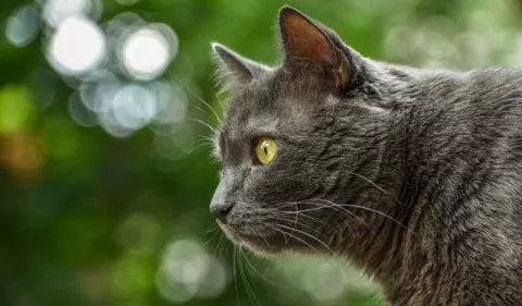 Las afecciones más comunes en gatos