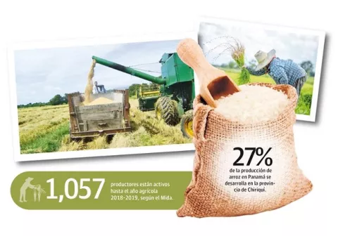 Unos 643 productores de arroz han abandonado la actividad en los últimos años
