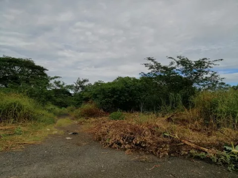 Anuncian multas de hasta mil dólares para los 'cochinos' en Los Santos 