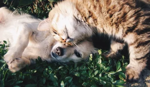 Beneficios de la esterilización