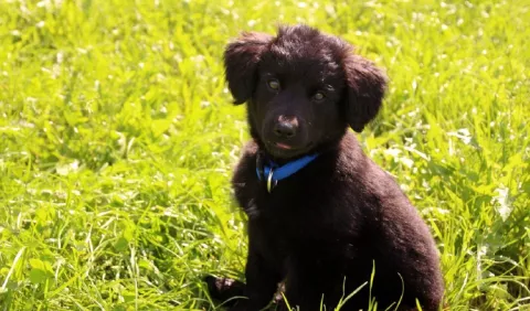 Cachorros: Alimentos que sus dueños no deben darles 