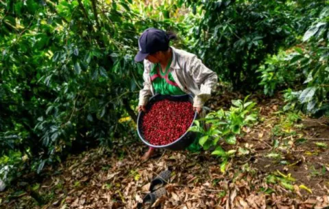 Mida y Minsa aplicarán estrictas medidas de bioseguridad en fincas de café