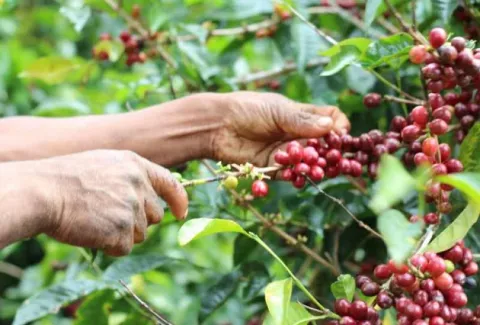 Senniaf atiende y verifica necesidades de protección de niños en casos de desalojos en fincas cafeteras en Chiriquí