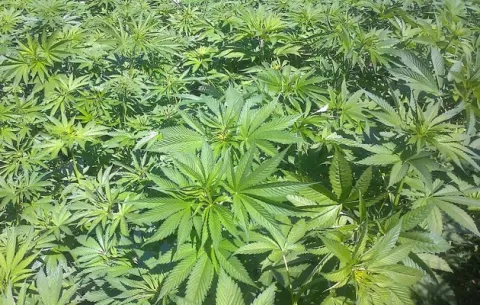 Autoridades evalúan el uso del cáñamo, una de las variedades de la planta de cannabis