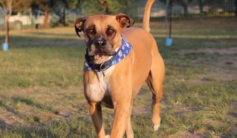 ¿Qué debe comer un perro adulto?