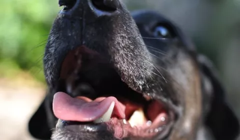 Beneficios de la limpieza bucal canina