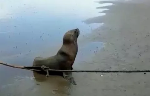 León marino llama la atención de pescadores en las costas de Los Santos
