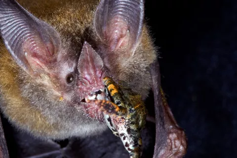 Estudio sobre el excremento de murciélago de labios con flecos revela sus hábitos alimenticios