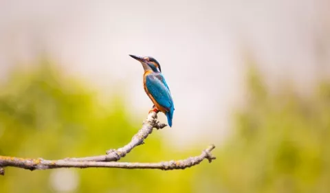 Panamá Festival Bird se realiza este fin de semana