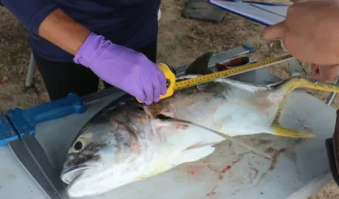 Competidores atraparon a los peces más pesados de Veracruz