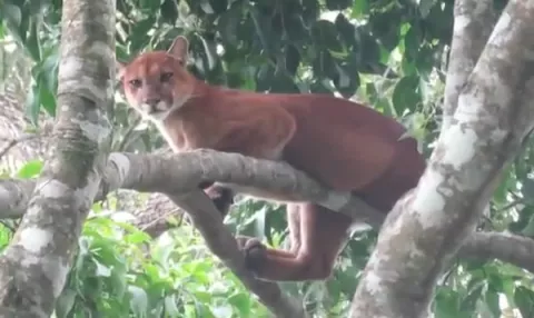 [VIDEO] Especie de felino vista en Divalá es la segunda más grande del continente Americano y en peligro de extinción