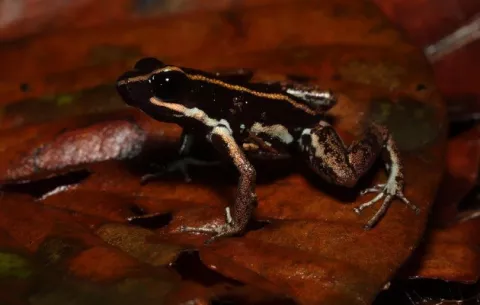 Investigadores chiricanos realizan inusual descubrimiento en población de ranas