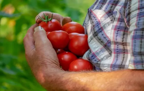En tiempos de pandemia, la tierra produce, pero ¿quién compra? 