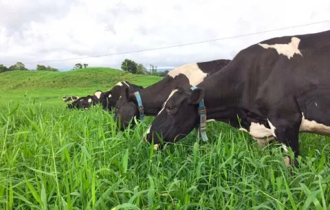 Vacas usan collares inteligentes para mejorar la producción de leche y reducir  tiempo entre partos