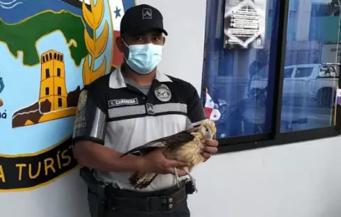 Policía ambiental rescata a águila desorientada en el paseo marino de la ciudad de Colón