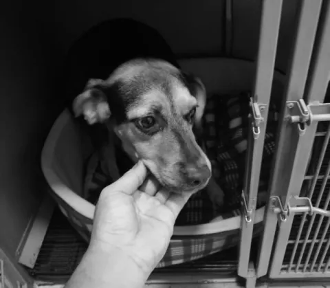 Maltratadores de animales padecen severos problemas psicológicos